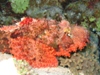scorpion fish.jpg